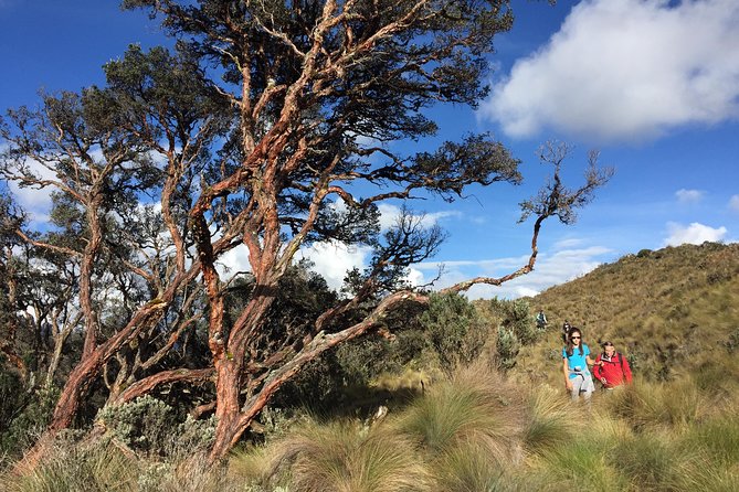 Private Cajas National Park Tour Through Cloud Forest and Moorlands