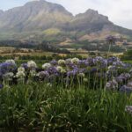 1 private cape winelands tour from cape town Private Cape Winelands Tour From Cape Town