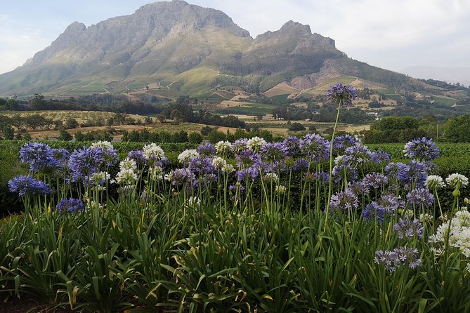 Private Cape Winelands Tour From Cape Town