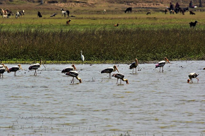 Private Day Hike and Birding Tour, Shivapuri National Park  - Kathmandu - Bird Species to Spot