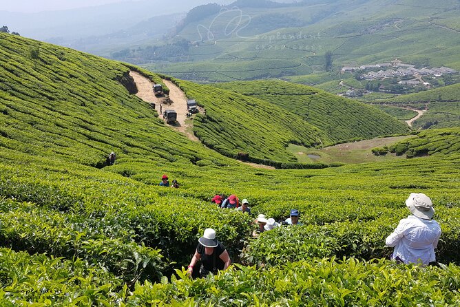Private Day Trip to Munnar From Kochi (Cochin)