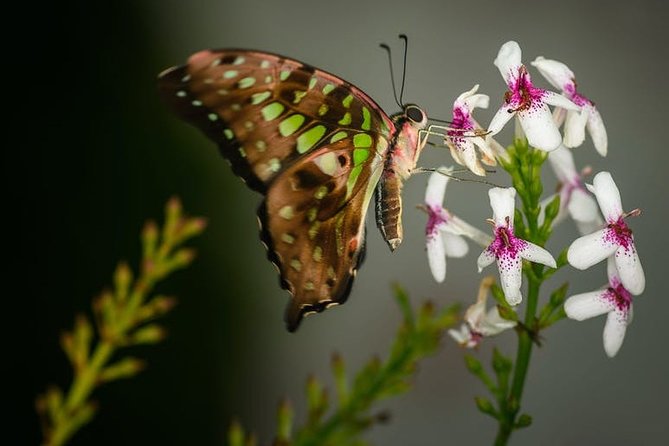 Private Dubai Modern Tour With Butterfly Garden