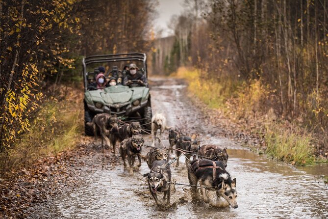 1 private fall foliage mushing cart ride in fairbanks Private Fall Foliage Mushing Cart Ride in Fairbanks