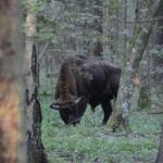 1 private full day bison safari tour in bialowieza national park Private Full Day Bison Safari Tour in Bialowieza National Park