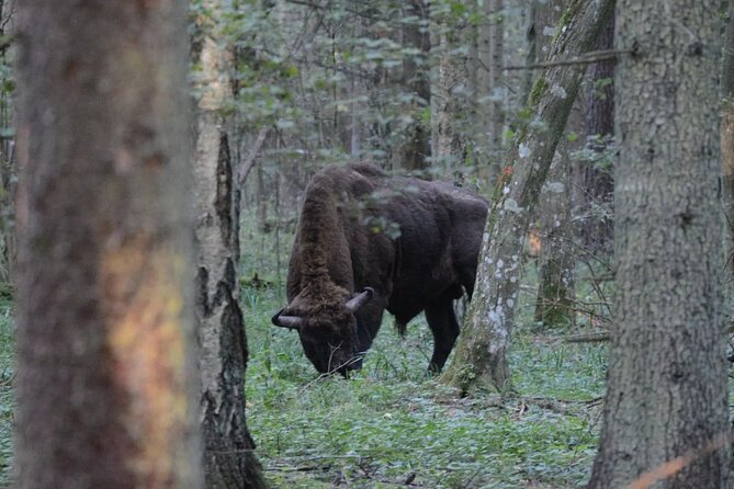 Private Full Day Bison Safari Tour in Bialowieza National Park