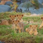 1 private full day safari in kruger national park with lunch Private Full-Day Safari in Kruger National Park With Lunch