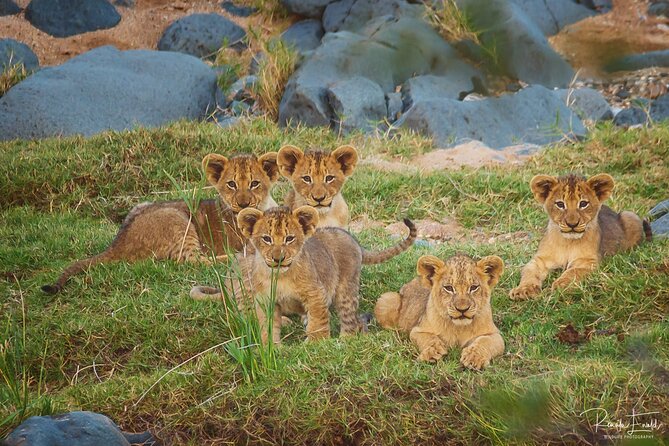 Private Full-Day Safari in Kruger National Park With Lunch