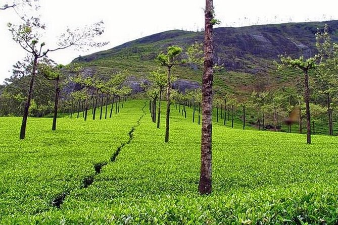 Private Full-Day Tour From Kochi to Munnar