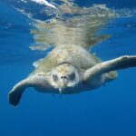 1 private guided snorkeling in cabo san lucas Private Guided Snorkeling in Cabo San Lucas
