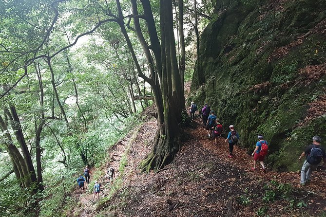 Private Guided Walk Levada Ribeira Da Janela