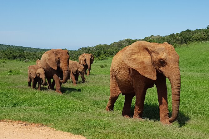 Private Half Day Addo Elephant National Park Safari