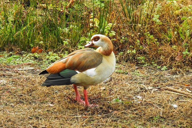 Private Half-Day Birding Tour in Madrid Rio