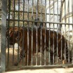 1 private half day tour to the zoo in giza Private Half Day Tour To The Zoo In Giza