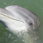 1 private hilton head dolphin tour Private Hilton Head Dolphin Tour