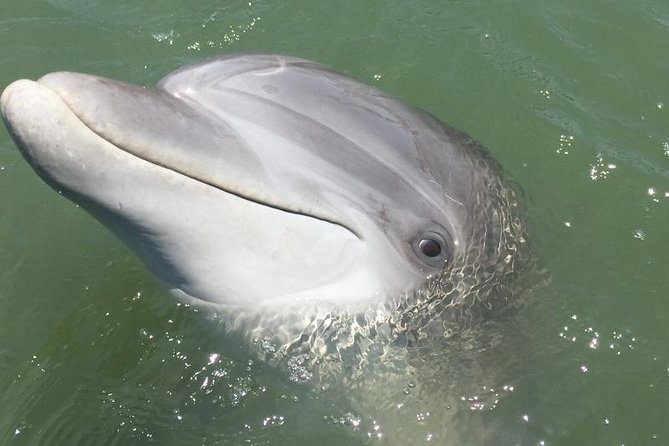 1 private hilton head dolphin tour Private Hilton Head Dolphin Tour