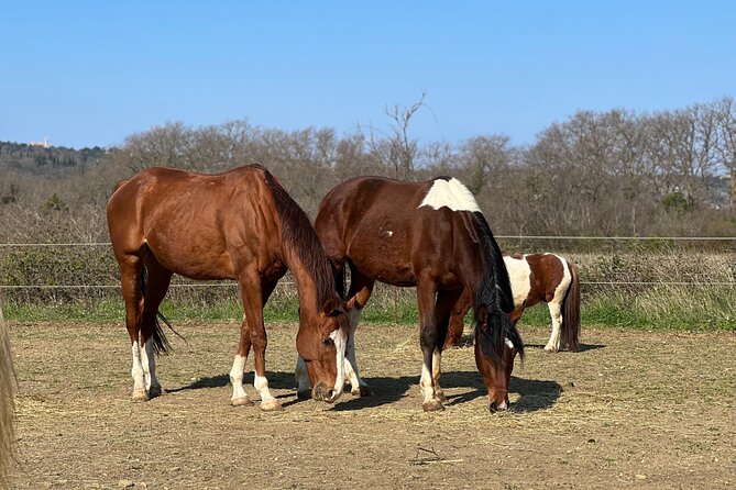 Private Horseback Riding and Family Time in Konavle Region