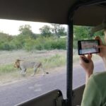 1 private morning game drive from hazyview l kruger national park Private Morning Game Drive From Hazyview L Kruger National Park
