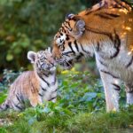 1 private ranthambore wildlife tiger safari tour from delhi Private Ranthambore Wildlife Tiger Safari Tour From Delhi