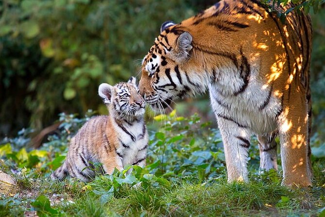 Private Ranthambore Wildlife Tiger Safari Tour From Delhi