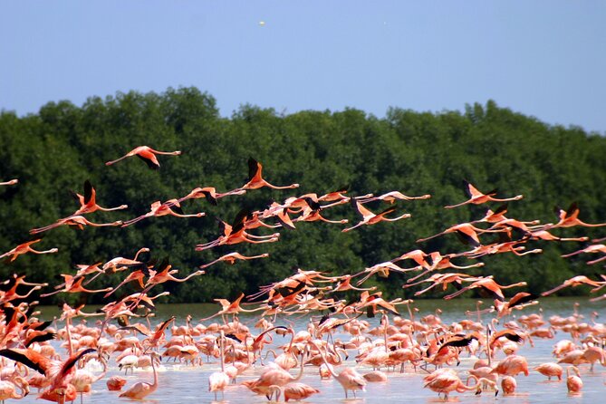 1 private tour celestun flamingo watching and beach Private Tour Celestun Flamingo Watching and Beach