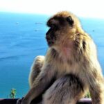 1 private tour in gibraltar mijas from malaga Private Tour in Gibraltar & Mijas From Malaga