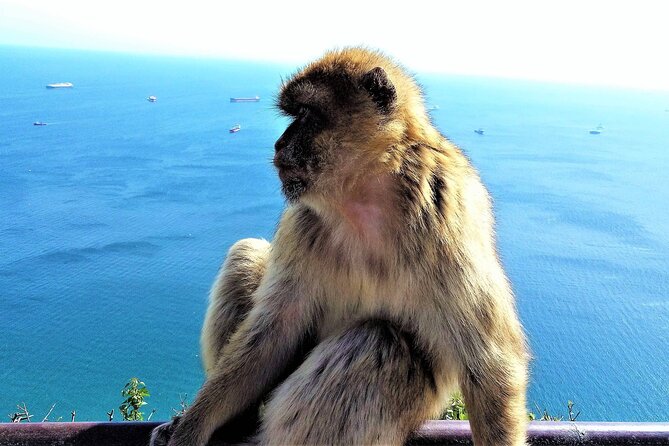 1 private tour in gibraltar mijas from marbella and estepona Private Tour in Gibraltar & Mijas From Marbella and Estepona