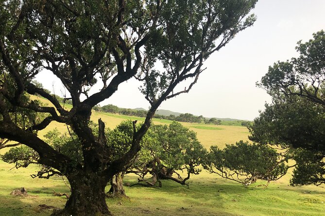 Private Tour of Fanal Park Ancient Trees