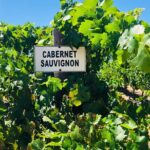 1 private tour of top 5 stellenbosch wineries from cape town Private Tour of Top 5 Stellenbosch Wineries From Cape Town