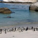 1 private tour table mountain boulders beach penguin cape point Private Tour: Table Mountain Boulders Beach Penguin Cape Point