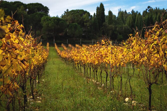 1 private tour to aveiro to the sparkling wine cellars and piglet tasting Private Tour to Aveiro, to the Sparkling Wine Cellars and Piglet Tasting