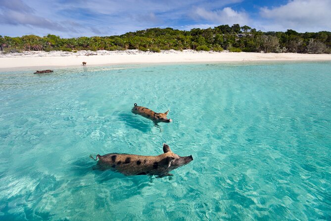1 private tour to pig island and koh tan by long tail boat Private Tour to Pig Island and Koh Tan by Long Tail Boat