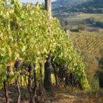 1 private tuscany day tour san gimignano and chianti wine region from florence 2 Private Tuscany Day Tour: San Gimignano and Chianti Wine Region From Florence