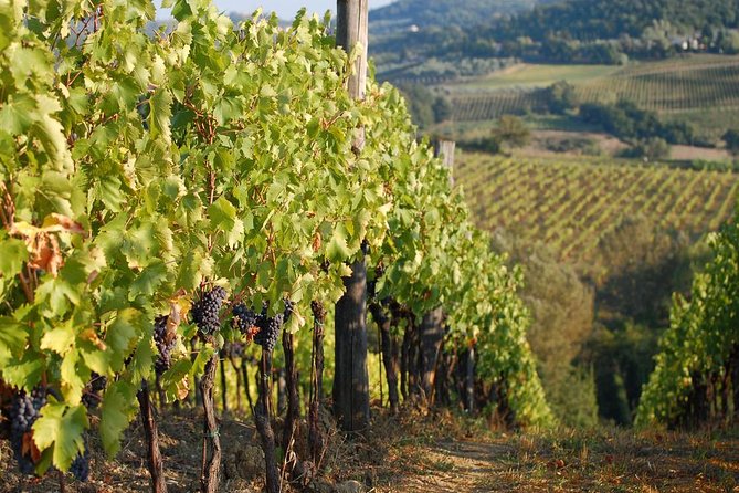 Private Tuscany Day Tour: San Gimignano and Chianti Wine Region From Florence