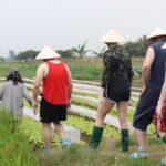 1 private wet rice growing day tour from hanoi with lunch Private Wet Rice Growing Day Tour From Hanoi With Lunch