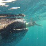 1 private whale shark all inclusive experience Private Whale Shark All Inclusive Experience