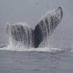 1 private whale watching tour in puerto vallarta Private Whale Watching Tour in Puerto Vallarta
