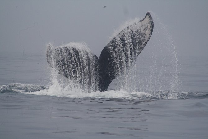 Private Whale Watching Tour in Puerto Vallarta