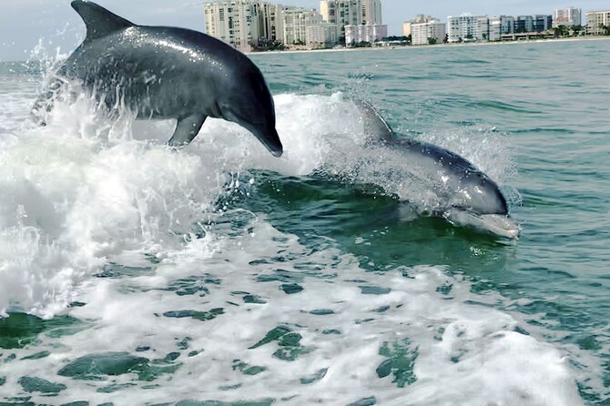 1 private wild dolphin boat tour Private Wild Dolphin Boat Tour