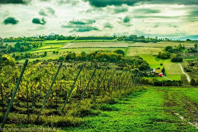 Private Wine Tasting at Vineyard From Krakow