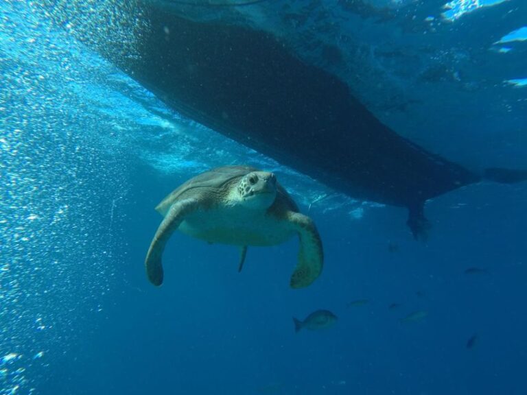 Puerto Colon: Whale-Watching Sailing Tour With Meal & a Swim