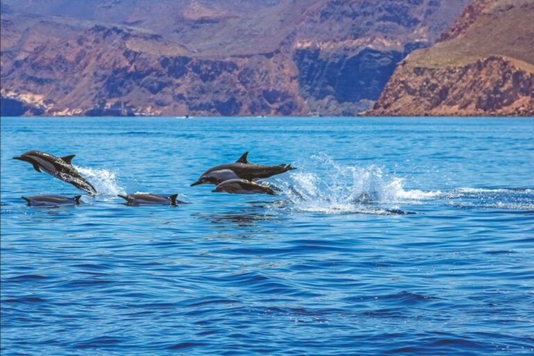 Puerto Rico : 4 H Premium Dolphin Catamaran Tour