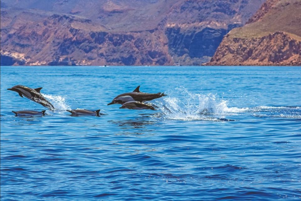 1 puerto rico 4 h premium dolphin catamaran tour Puerto Rico : 4 H Premium Dolphin Catamaran Tour