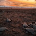 1 puerto vallarta help release baby sea turtles Puerto Vallarta: Help Release Baby Sea Turtles