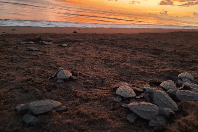 Puerto Vallarta: Help Release Baby Sea Turtles