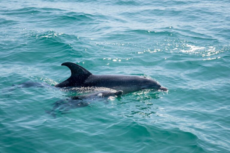 Queenscliff Harbour: 1.5hr Wildlife Sightseeing Tour