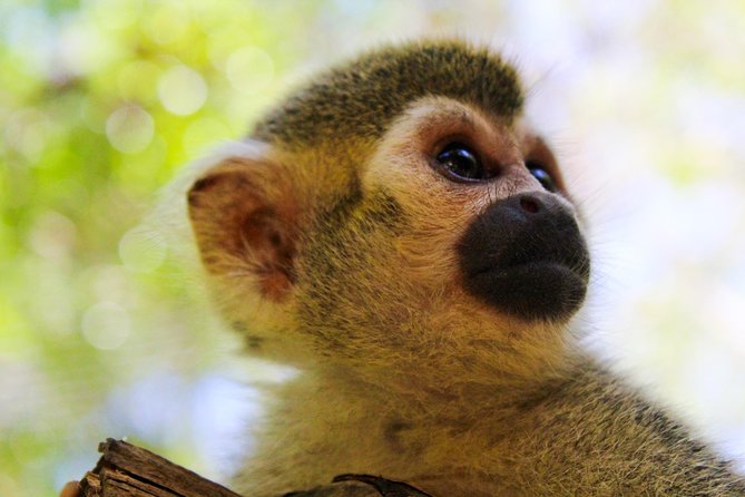 Quintana Roo Akumal Monkey Sanctuary Admission  – Playa Del Carmen