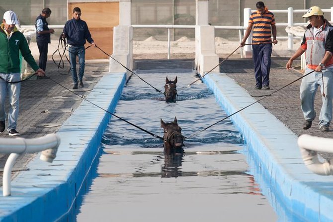 1 racehorse stable tour with breakfast at meydan racecourse Racehorse Stable Tour With Breakfast at Meydan Racecourse