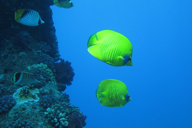 1 ras mohammed national park and tiran island snorkeling day sharm el sheikh Ras Mohammed National Park and Tiran Island Snorkeling Day - Sharm El Sheikh