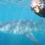 1 reduced group whale shark tour Reduced Group Whale Shark Tour