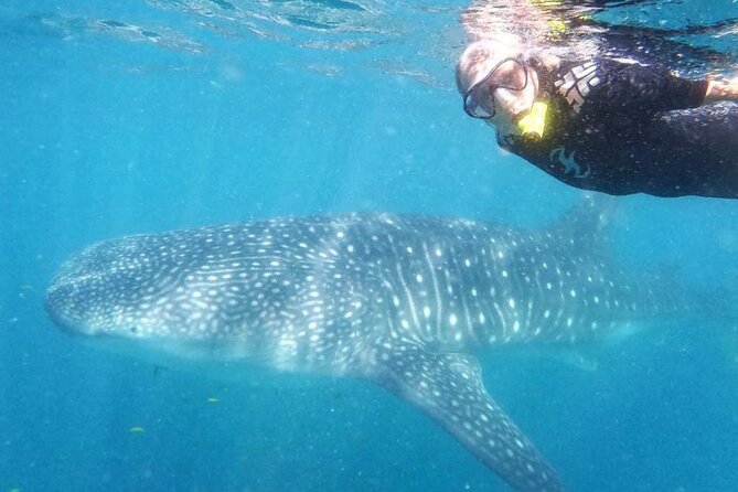 Reduced Group Whale Shark Tour
